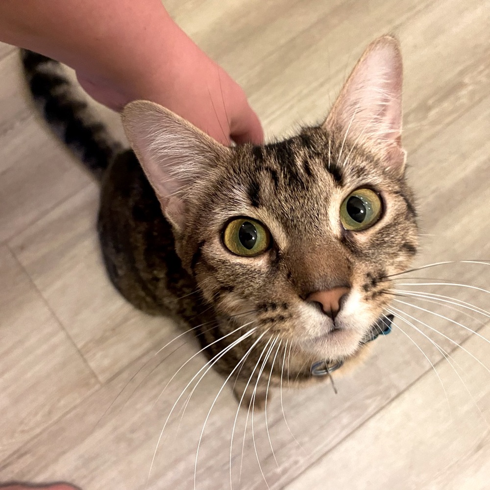 Meet your Posher, Molly